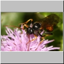 Tryphoninae spp - Schlupfwespe 108d 15mm-fdet02.jpg